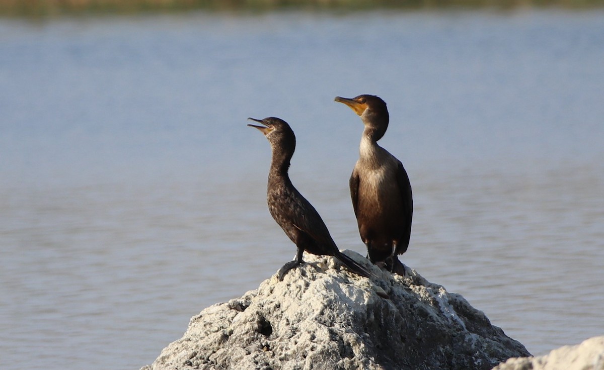 Cormoran vigua - ML256430031