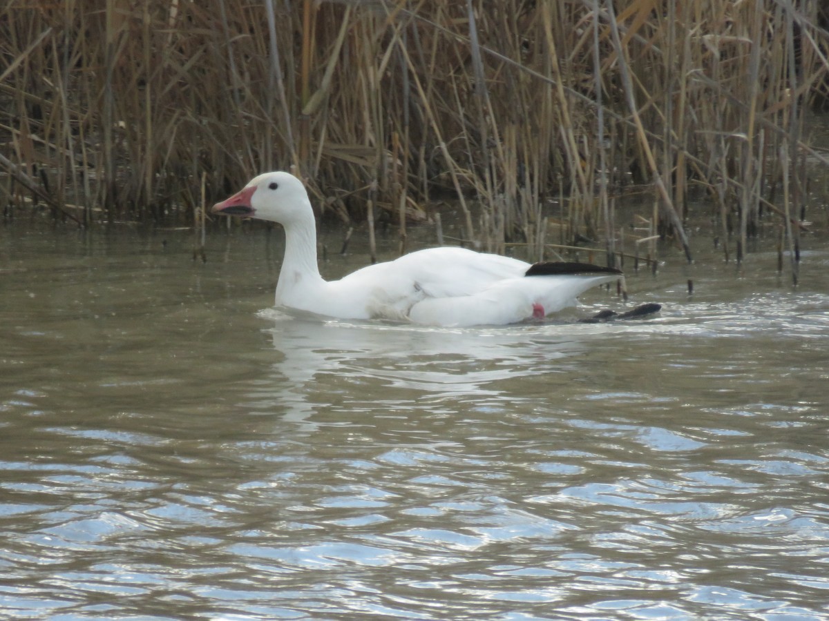 Snow Goose - ML25643051