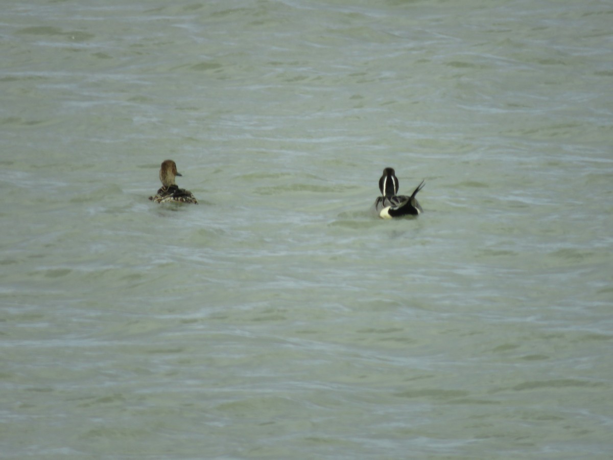 Northern Pintail - ML25643071