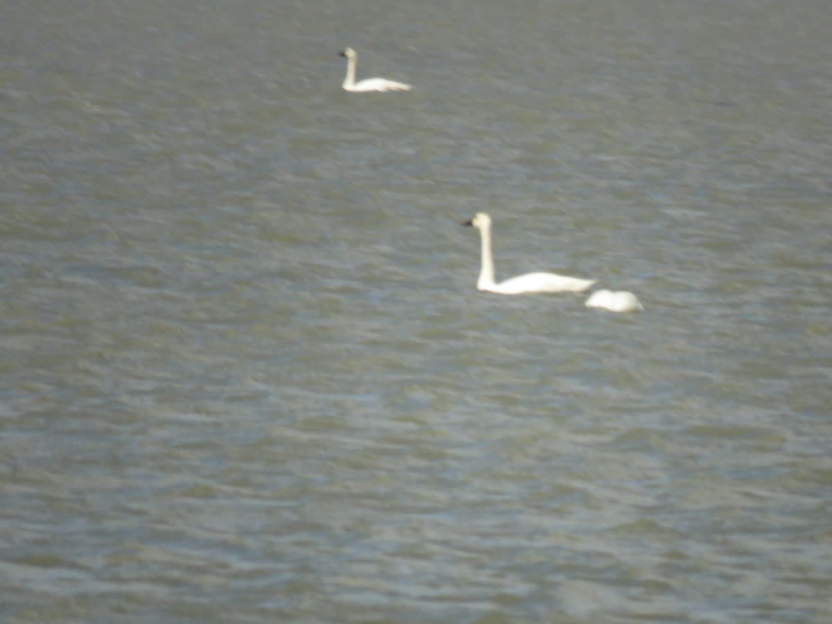 Tundra Swan - Suzi Holt