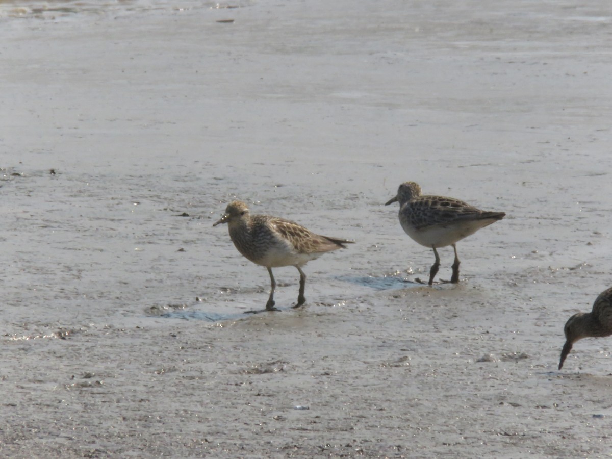 Pectoral Sandpiper - ML256431651