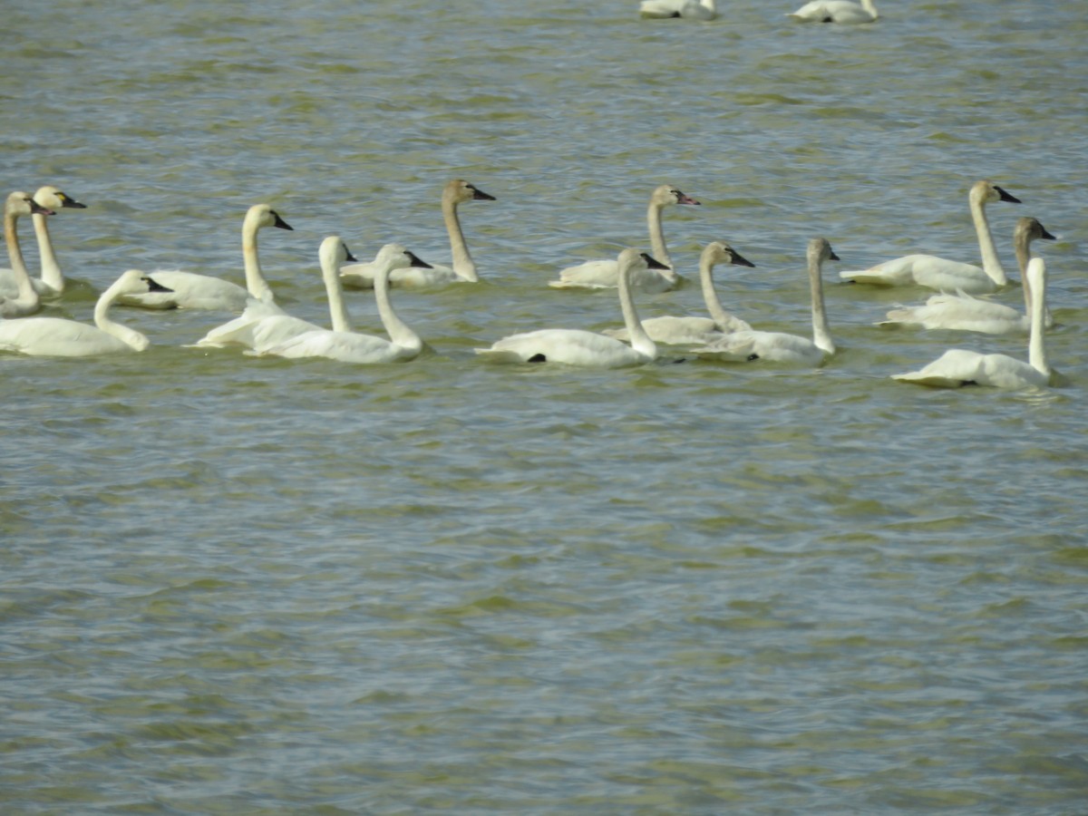 Cygne siffleur - ML25643171