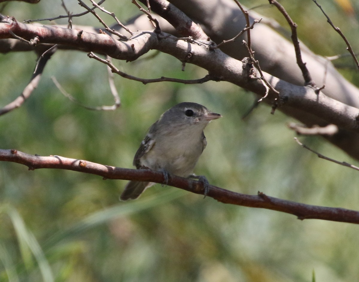 Bell's Vireo (Least) - ML256432821