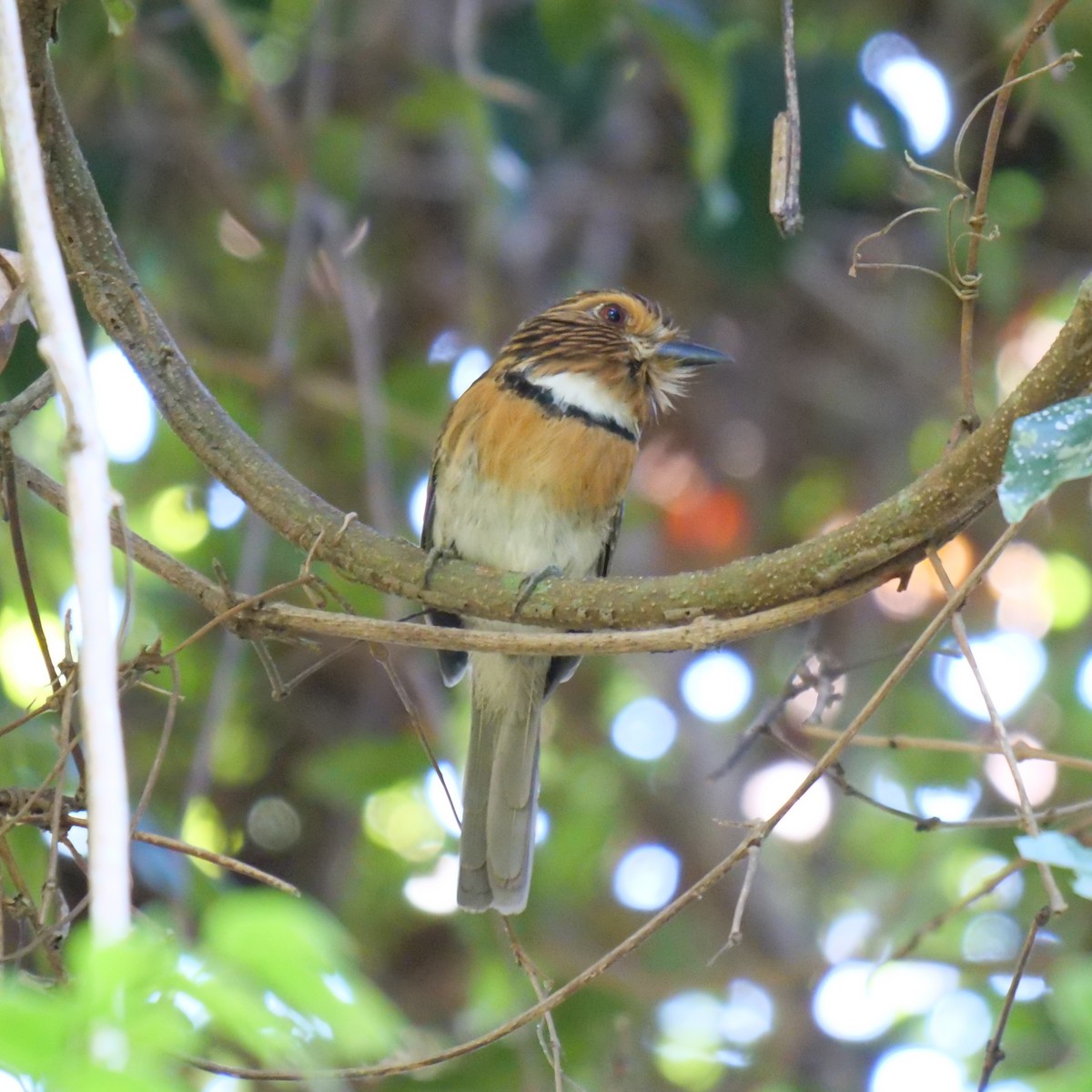 Crescent-chested Puffbird - ML256434881