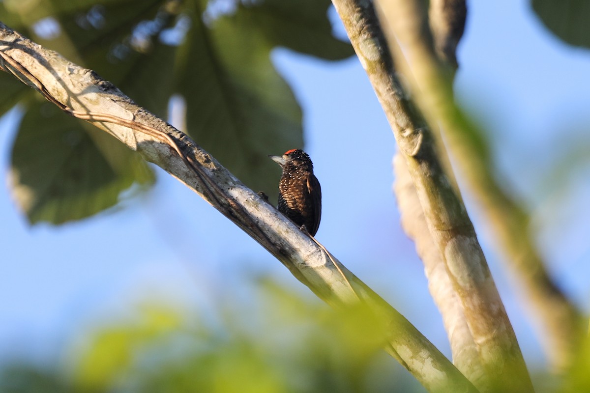 Varzea Piculet - Ian Thompson