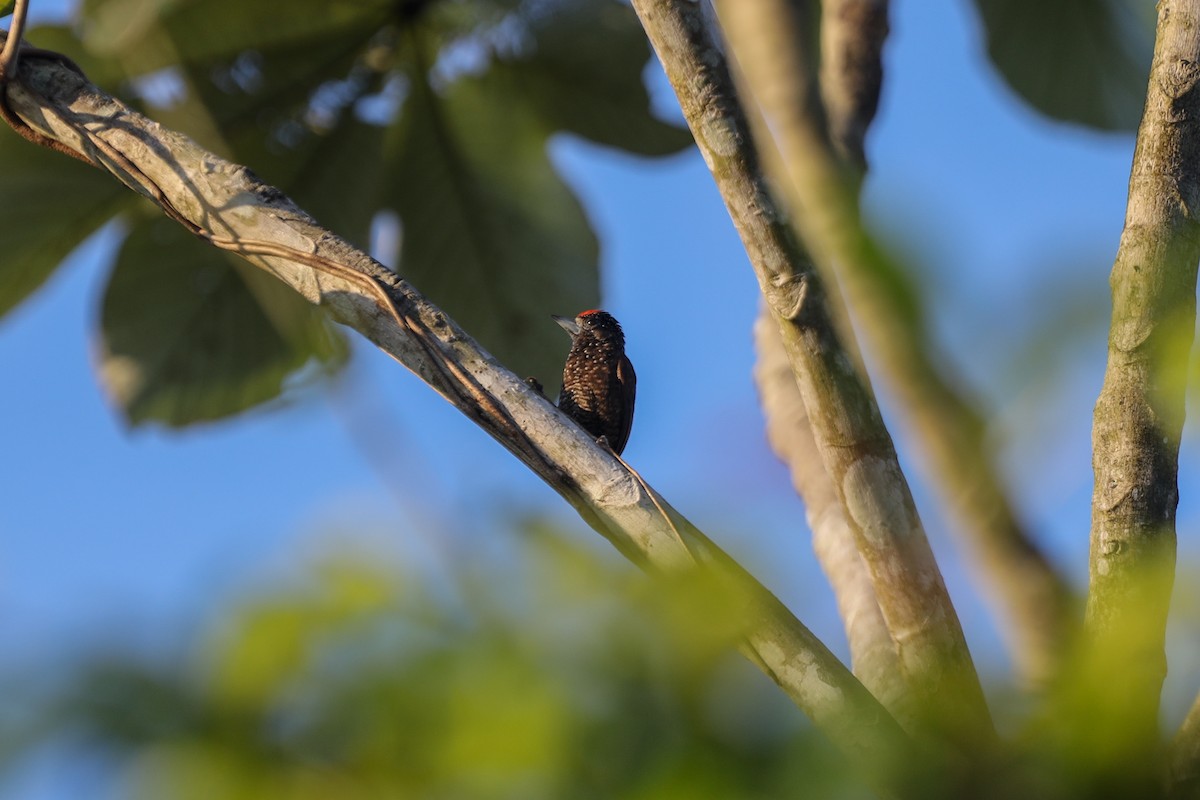 Varzea Piculet - Ian Thompson