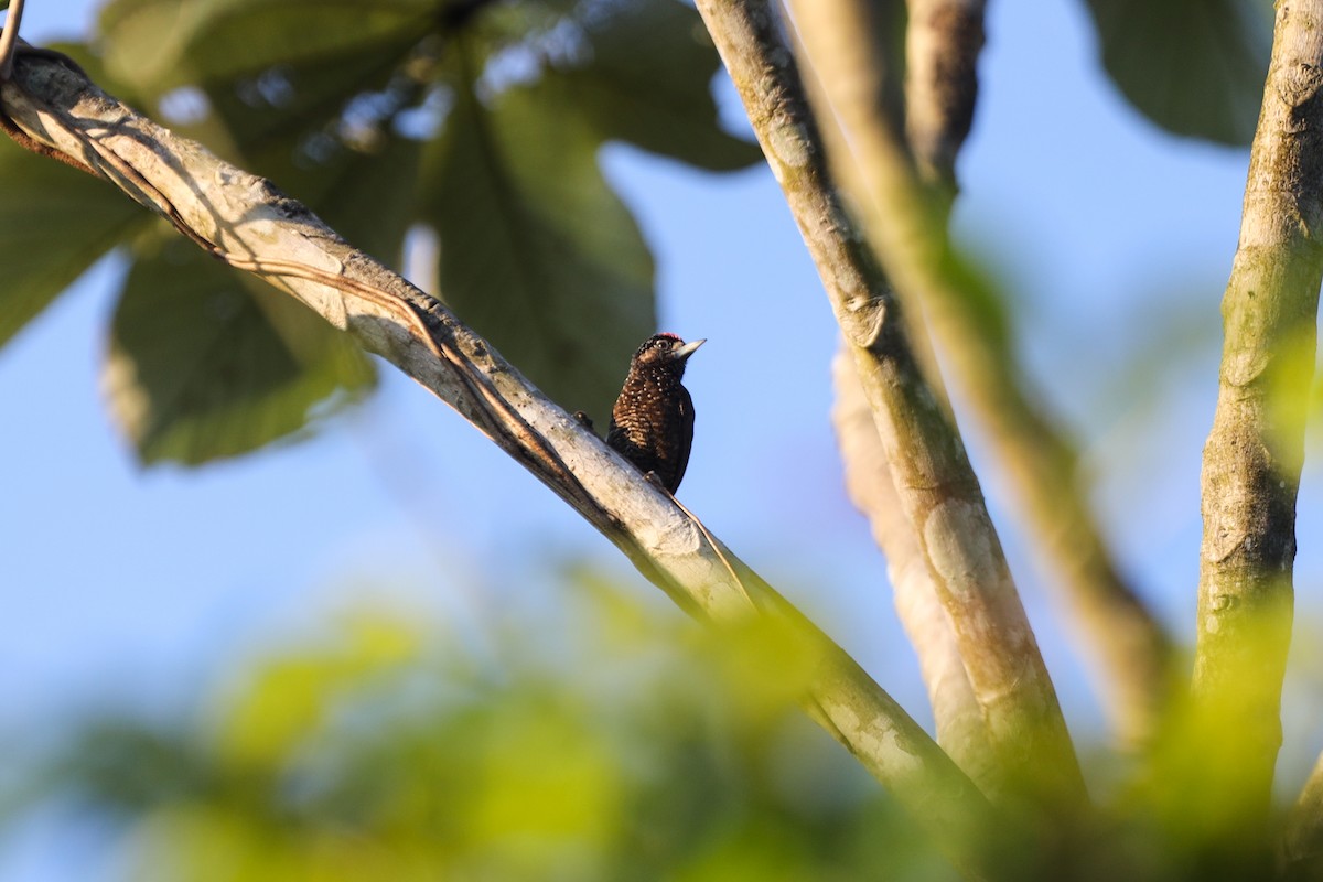 Varzea Piculet - ML256435381