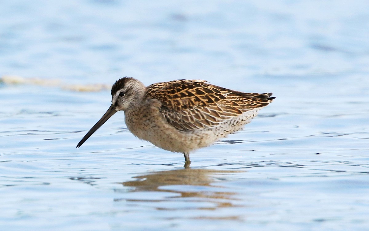 Short-billed Dowitcher - Mark  Ludwick