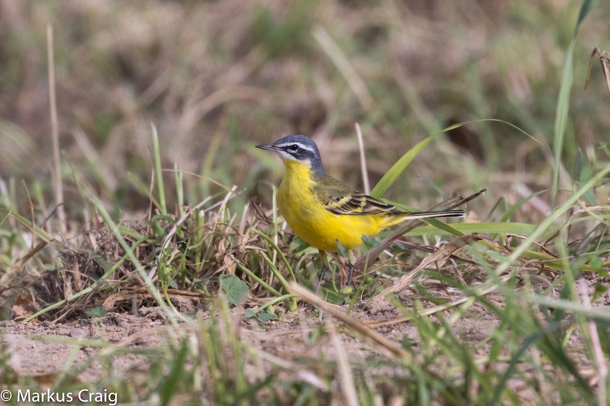 Western Yellow Wagtail (dombrowskii-type intergrade) - Markus Craig