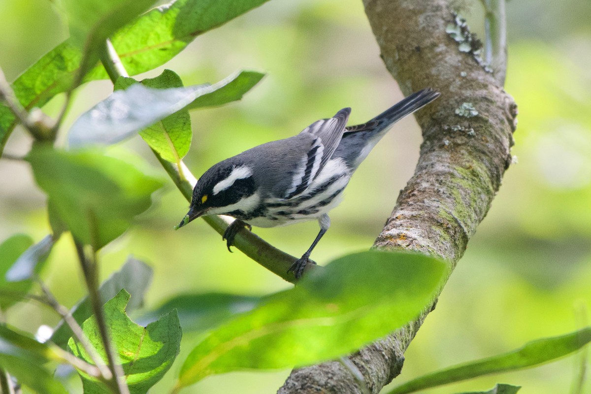 Black-throated Gray Warbler - Dario Taraborelli