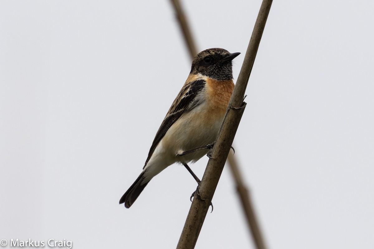 Siberian Stonechat (Caspian) - ML25643951