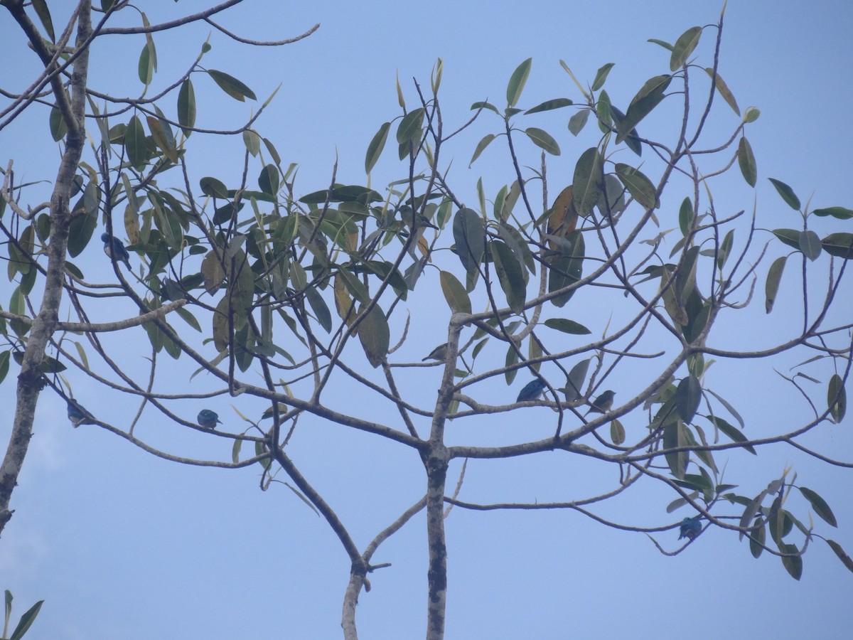 Swallow Tanager - Andrés López Salazar