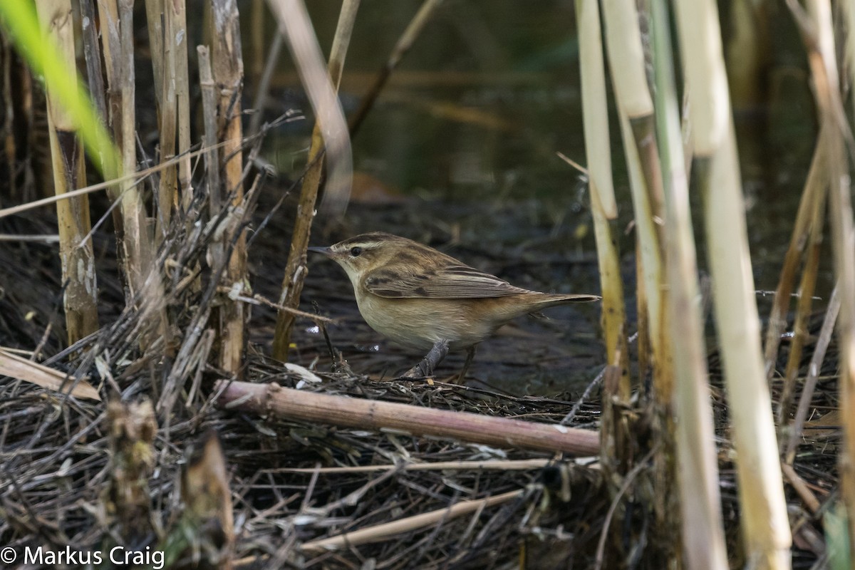 Sedge Warbler - Markus Craig