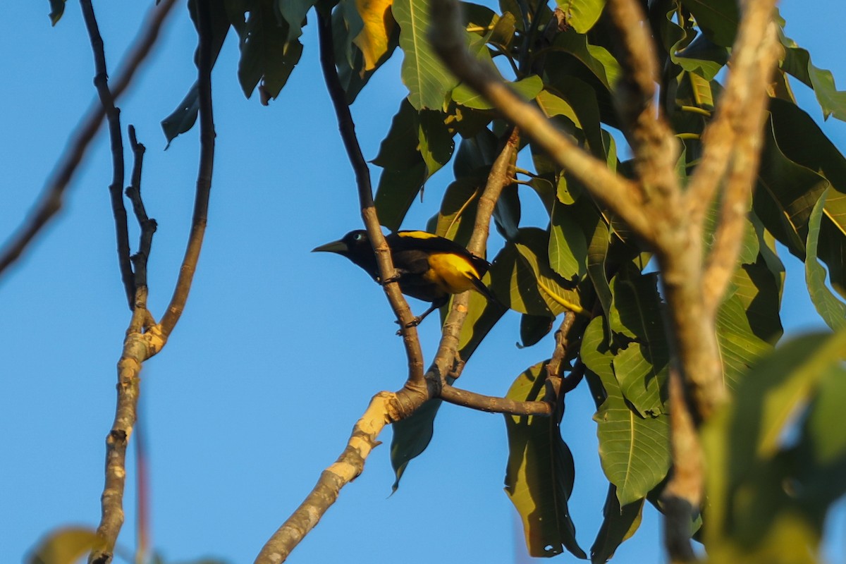 Yellow-rumped Cacique - ML256443021