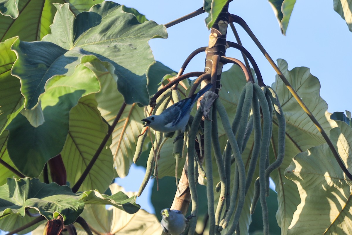 Blue-gray Tanager (White-edged) - ML256443101