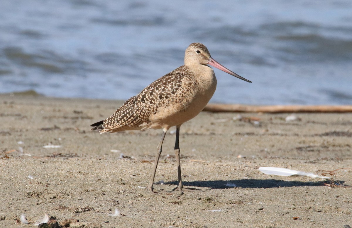 Marbled Godwit - Chris Charlesworth