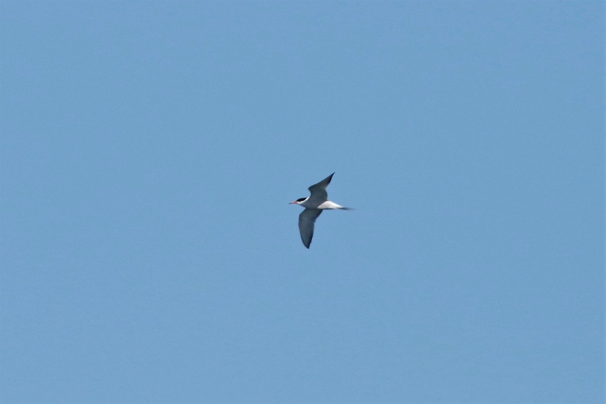 Common Tern - ML256449991