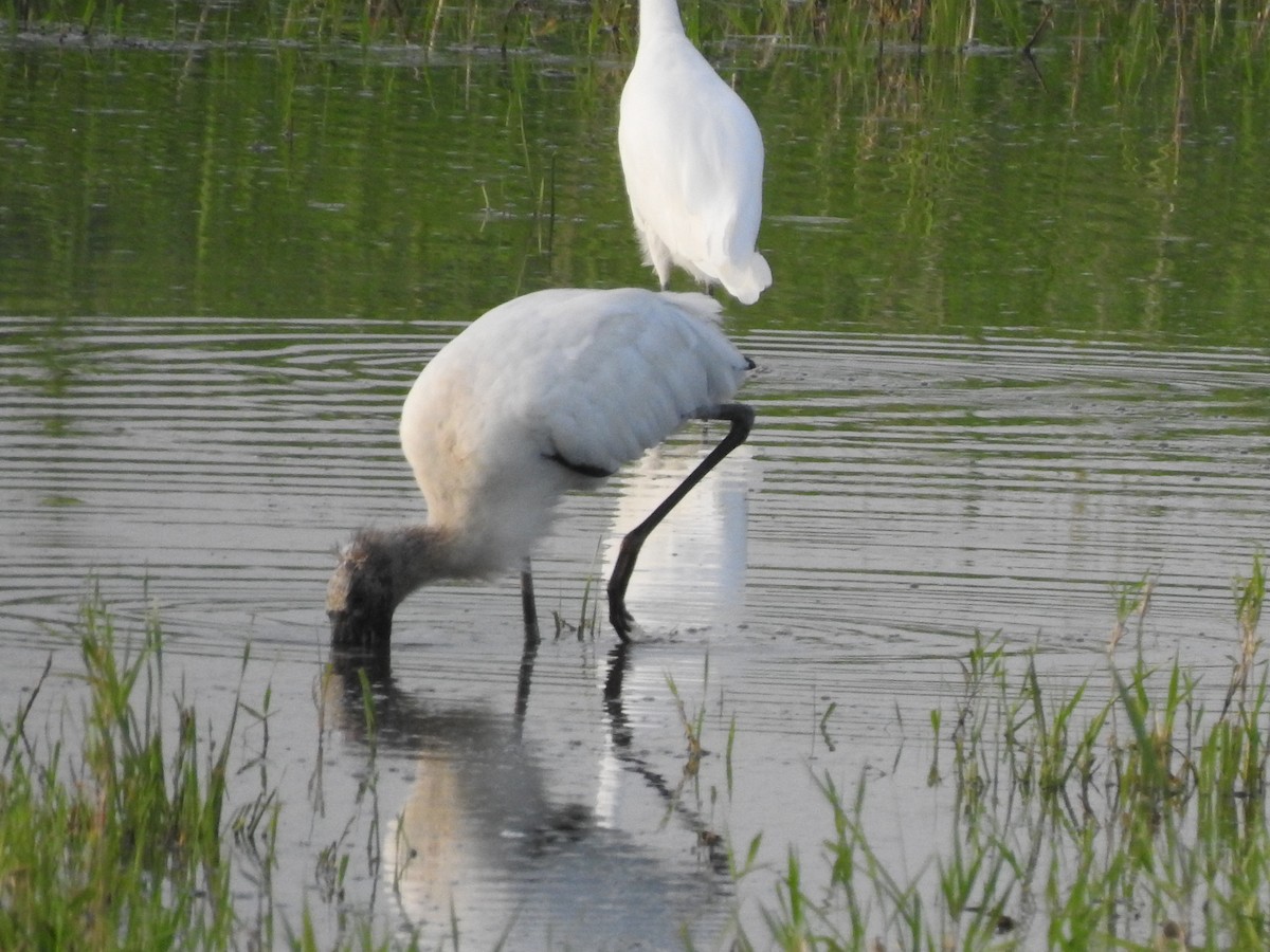 Wood Stork - Pam Rasmussen