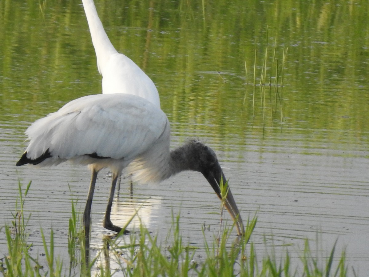 Wood Stork - ML256451311