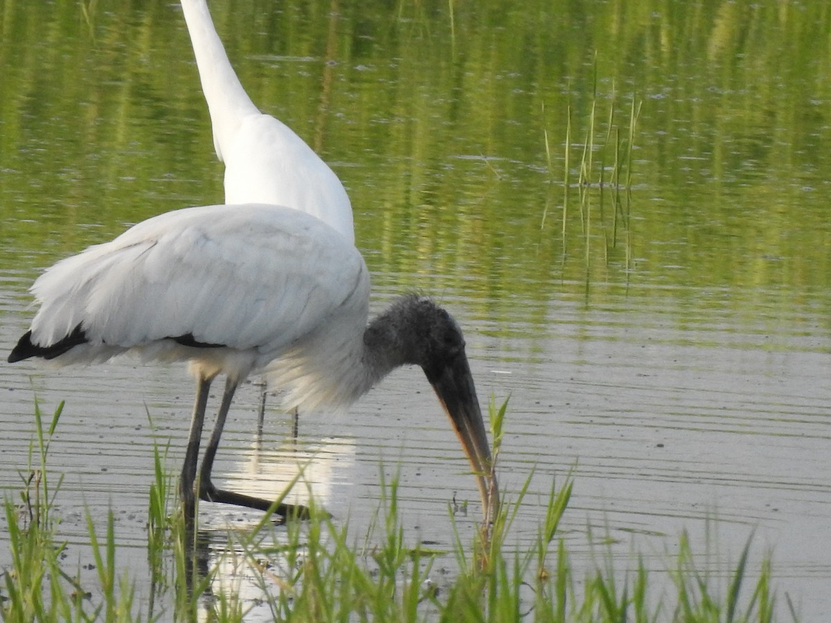 Wood Stork - ML256451321