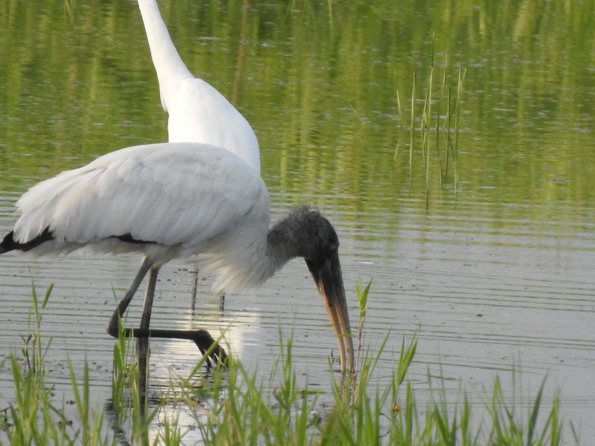 Wood Stork - ML256451331