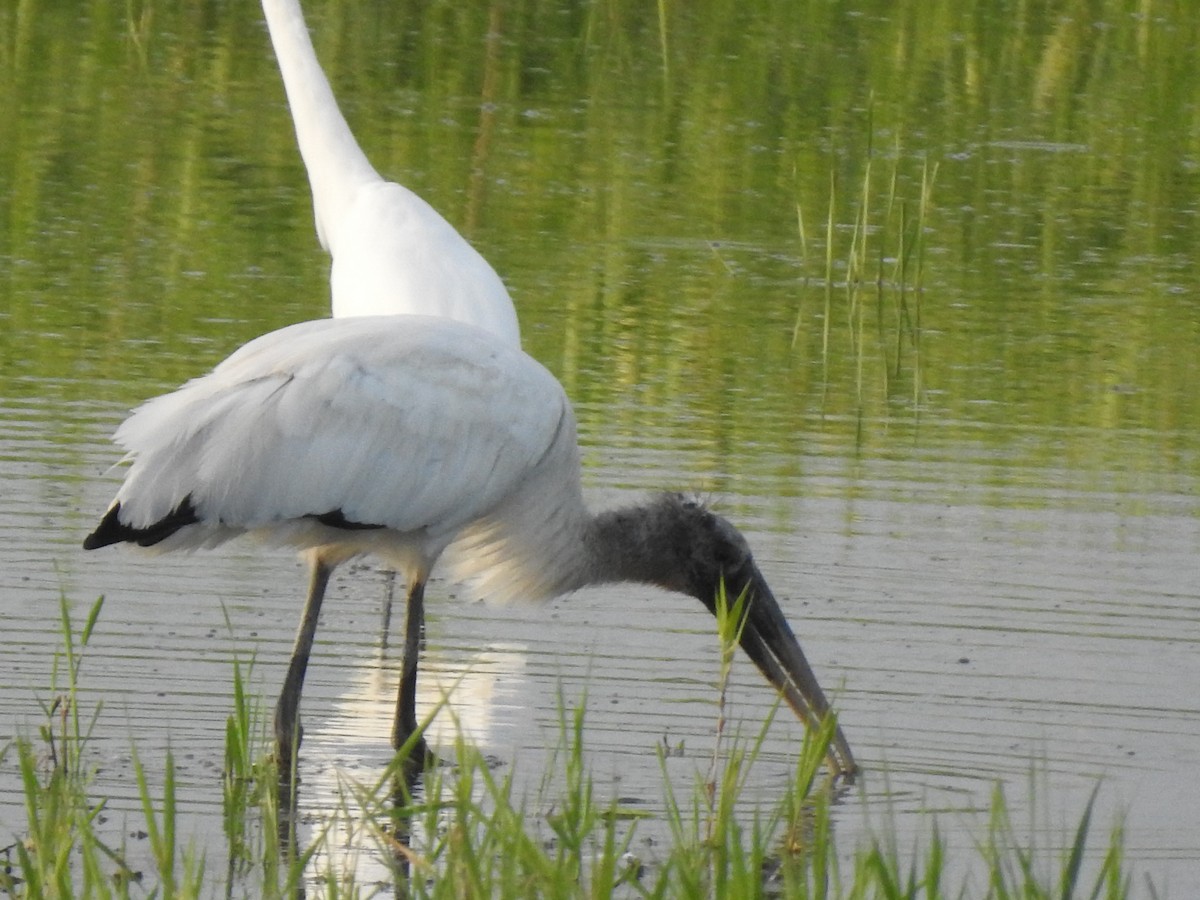 Wood Stork - Pam Rasmussen