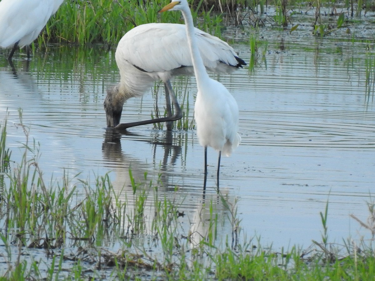 Wood Stork - Pam Rasmussen