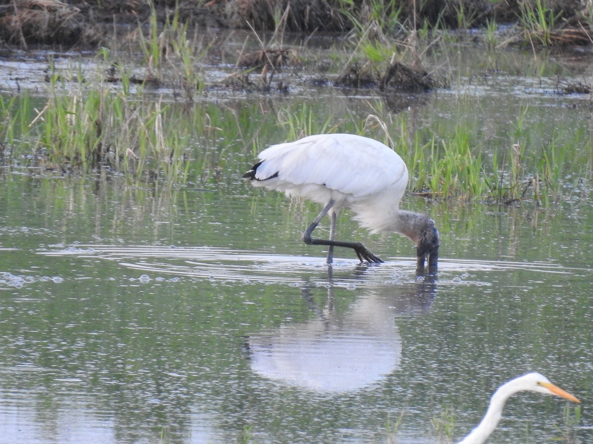 Wood Stork - Pam Rasmussen