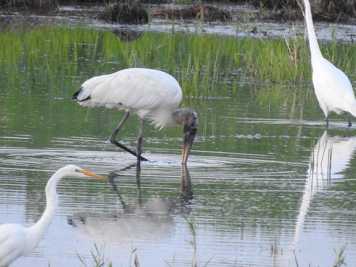 Wood Stork - Pam Rasmussen