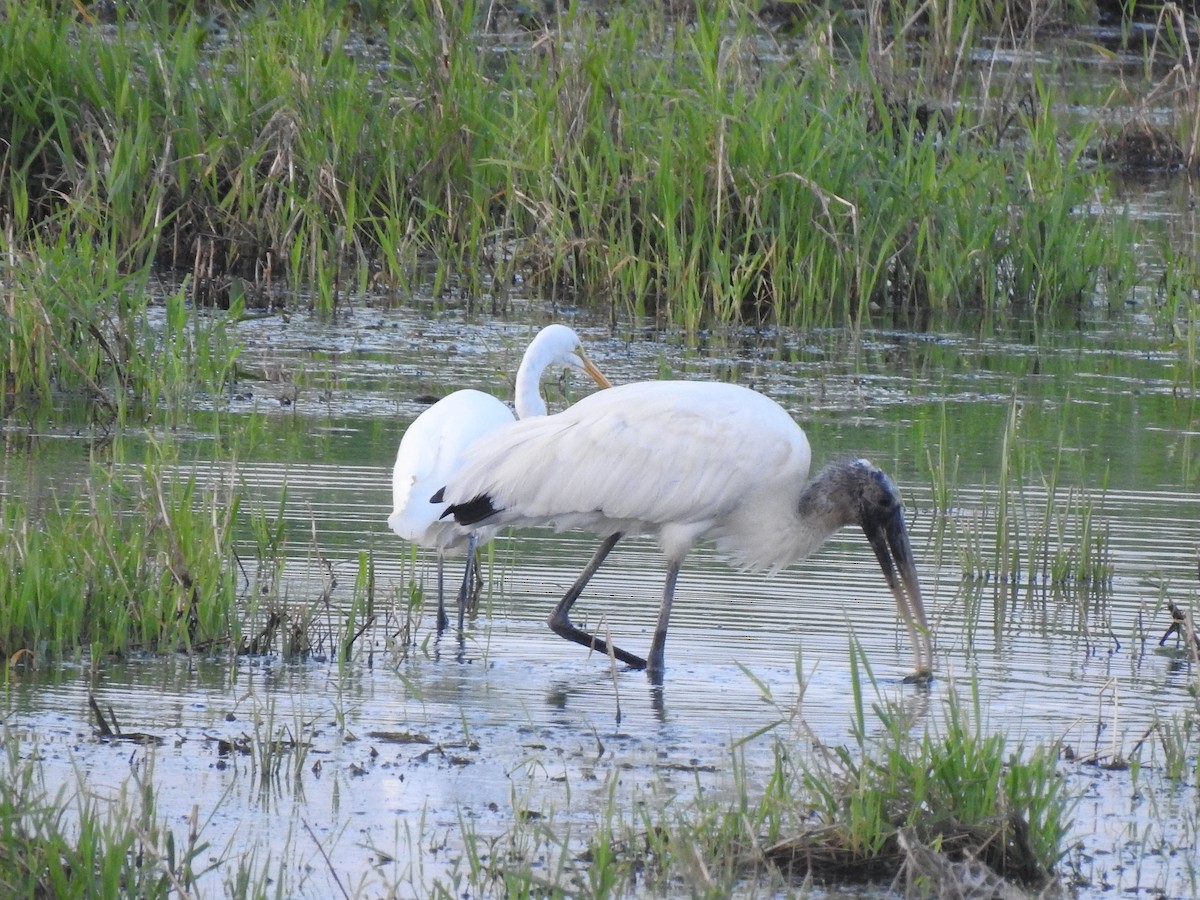 Wood Stork - ML256451601