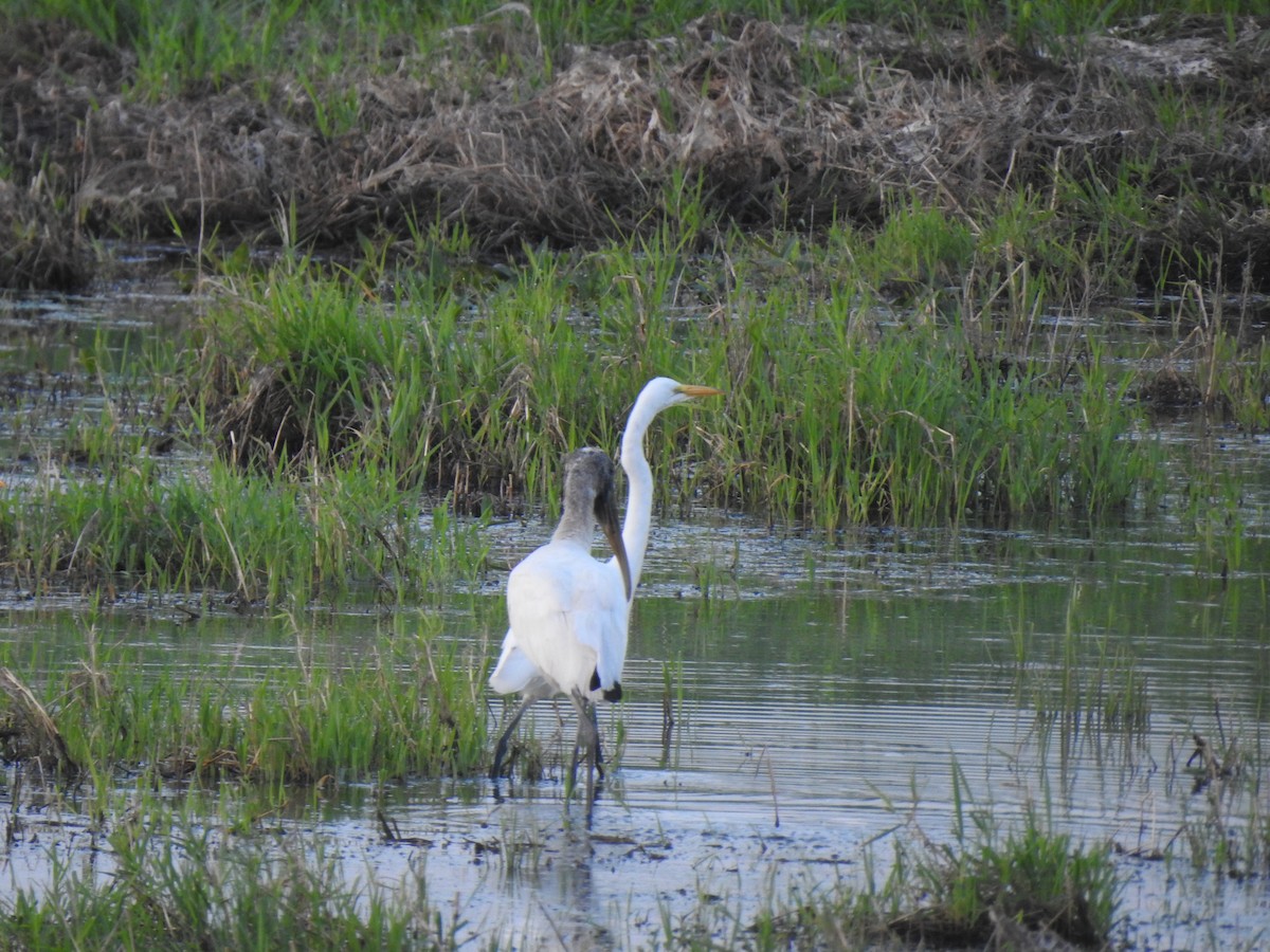 Wood Stork - Pam Rasmussen