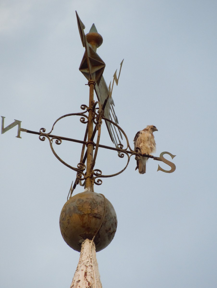 Red-tailed Hawk - ML256451931