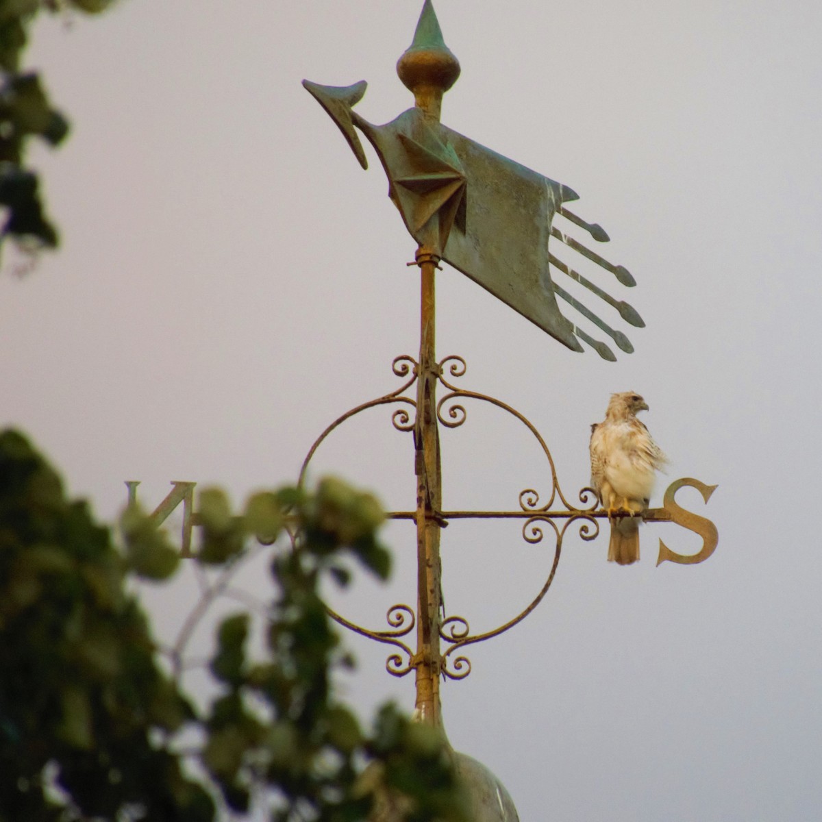 Red-tailed Hawk - ML256451961