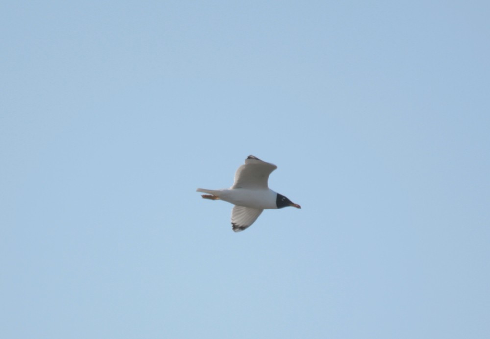 Pallas's Gull - Alexandre Hespanhol Leitão