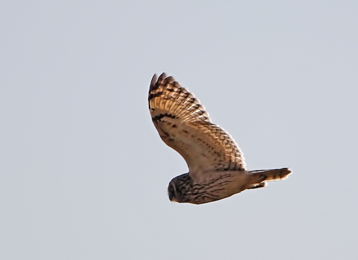 Short-eared Owl - Elizabeth Winter