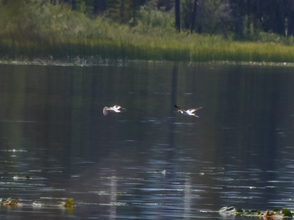 Avocette d'Amérique - ML256456961