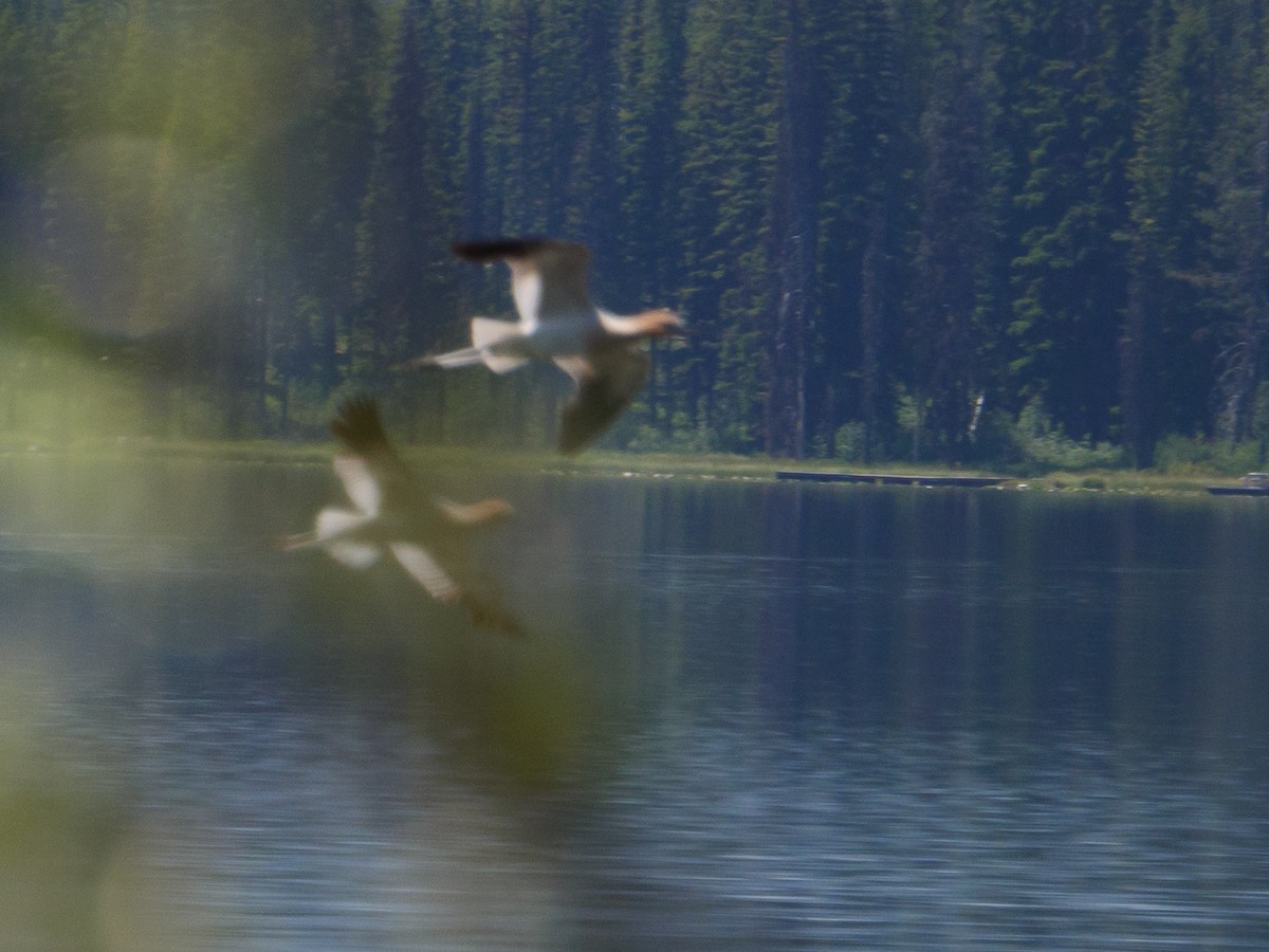 Avoceta Americana - ML256456971