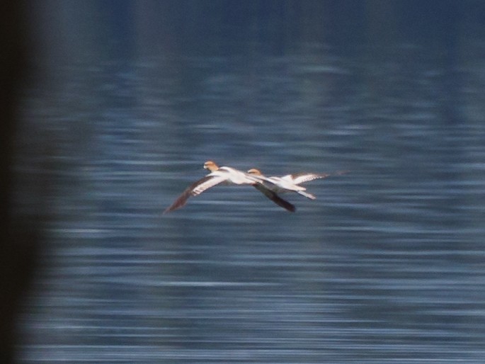 Avocette d'Amérique - ML256456981