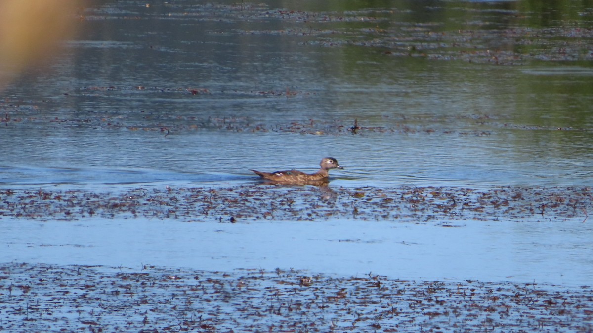 Wood Duck - Bill  Feusahrens