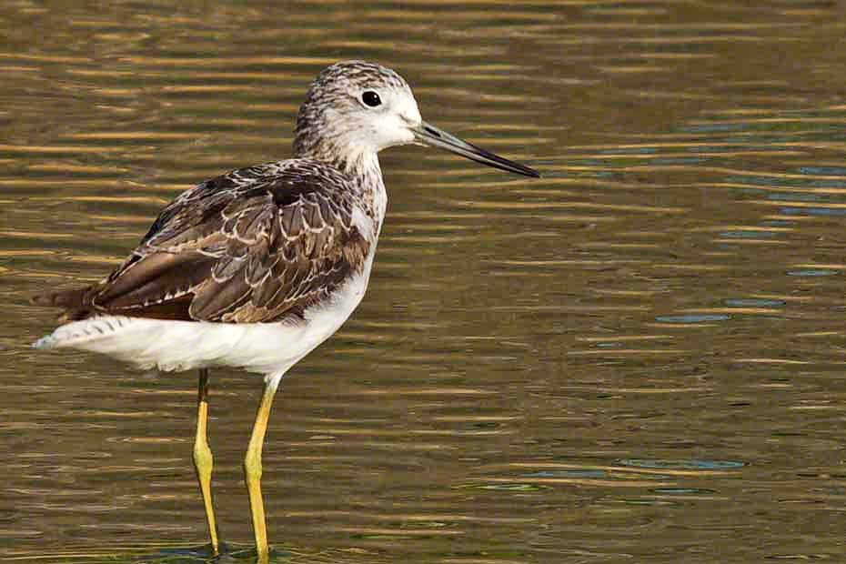 Common Greenshank - Michael Lynch