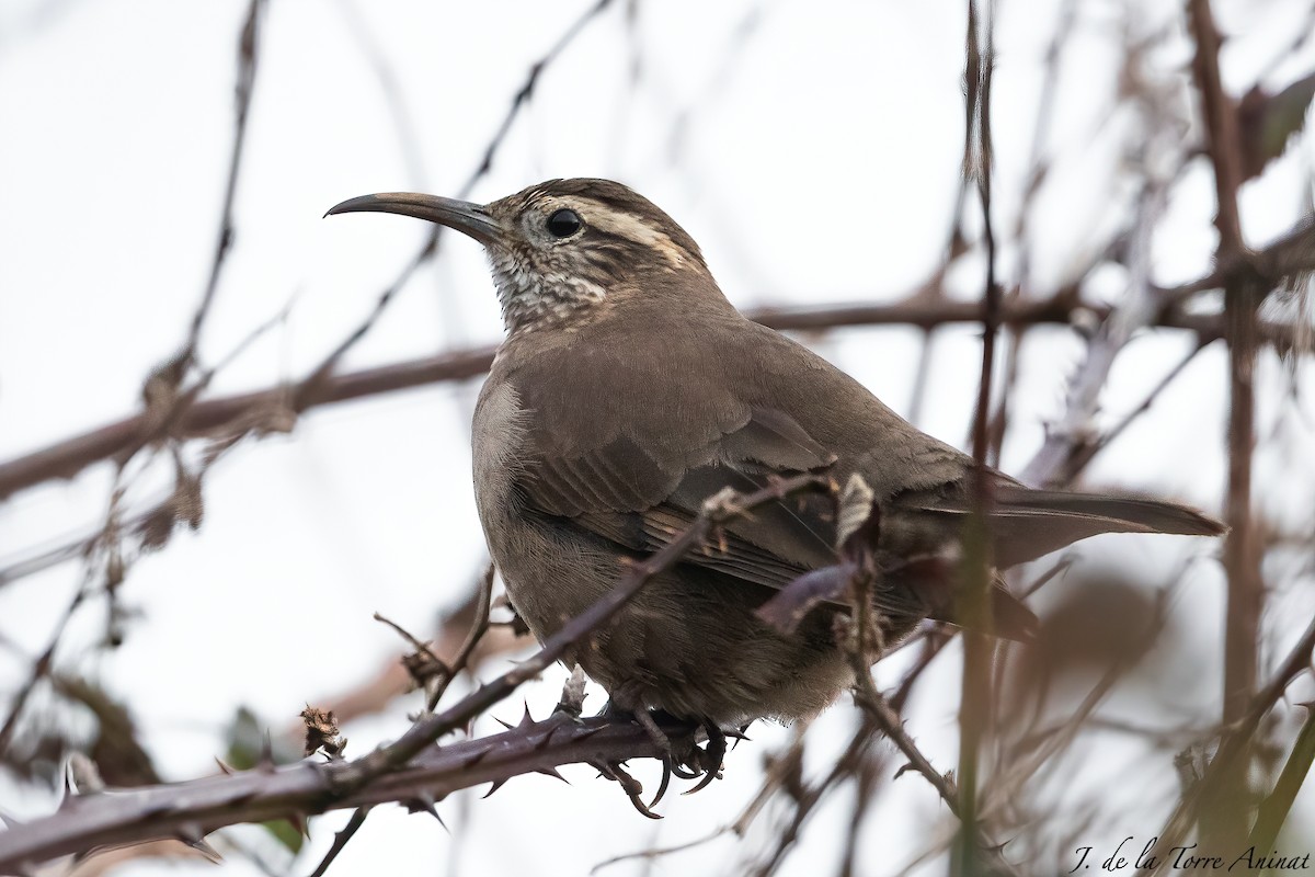 Patagonian Forest Earthcreeper - undefined