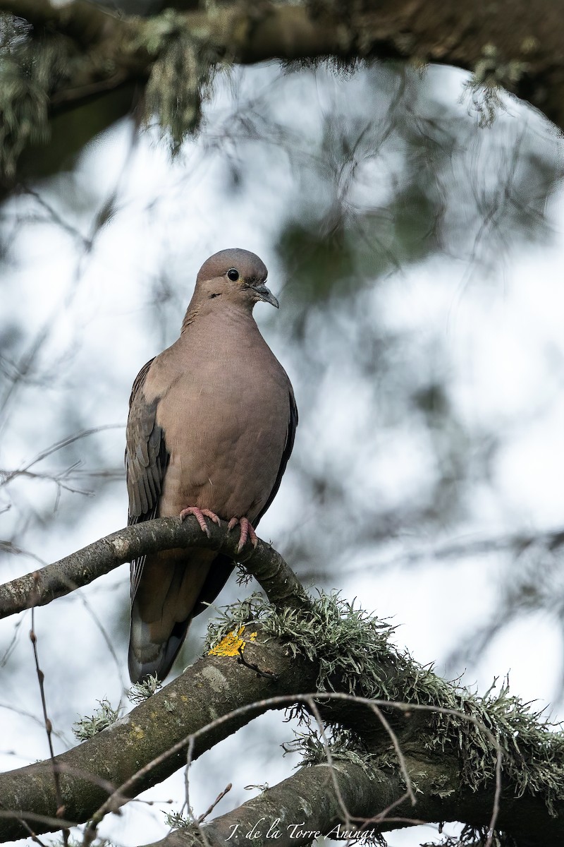 Eared Dove - undefined