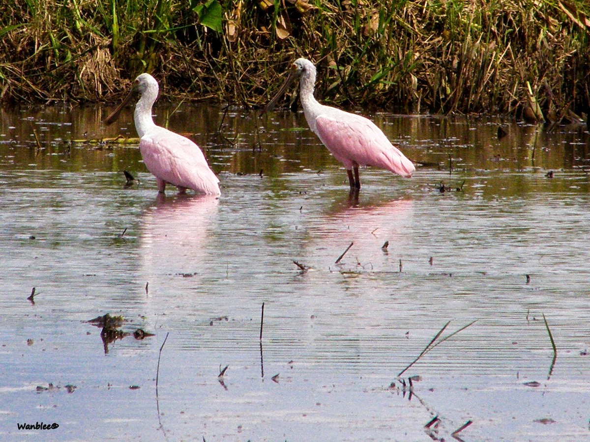 Roseate Spoonbill - ML256461461