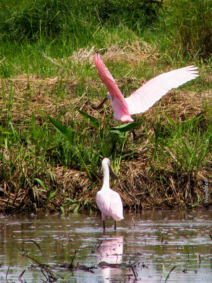 Roseate Spoonbill - ML256461471