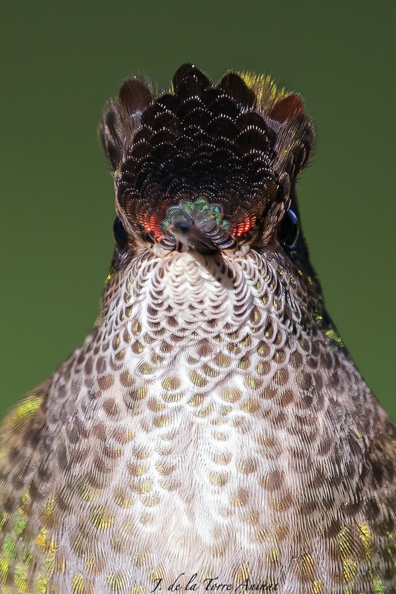 kolibřík chilský - ML256462161