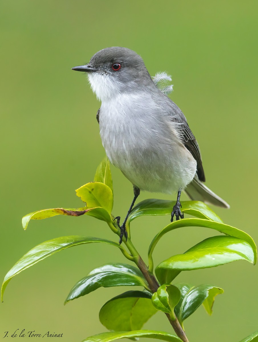 Fire-eyed Diucon - ML256462451