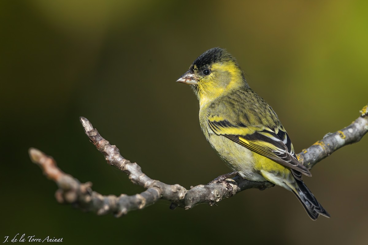 Black-chinned Siskin - ML256462491