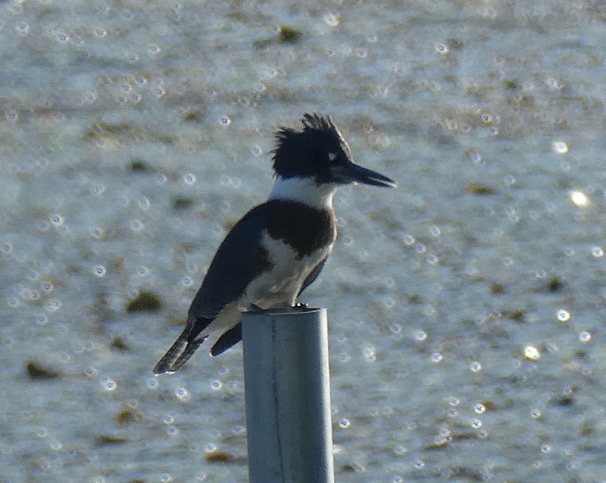 Belted Kingfisher - kim nordquest