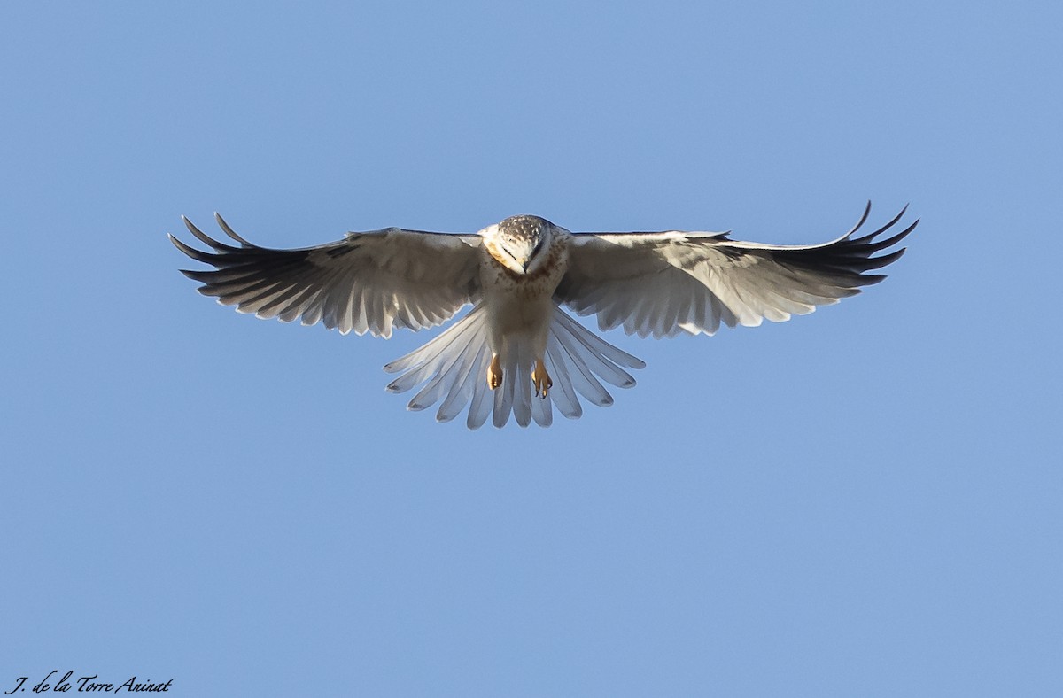 luněc americký - ML256463501