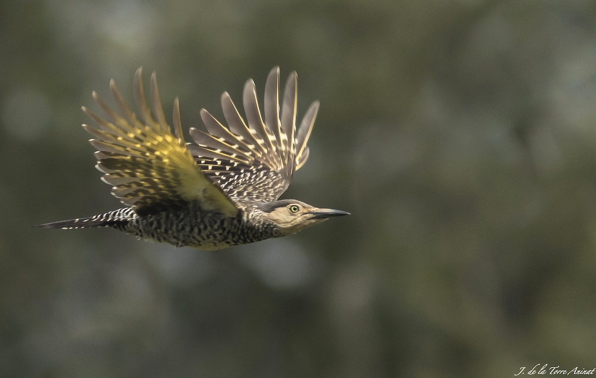 Chilean Flicker - ML256463601